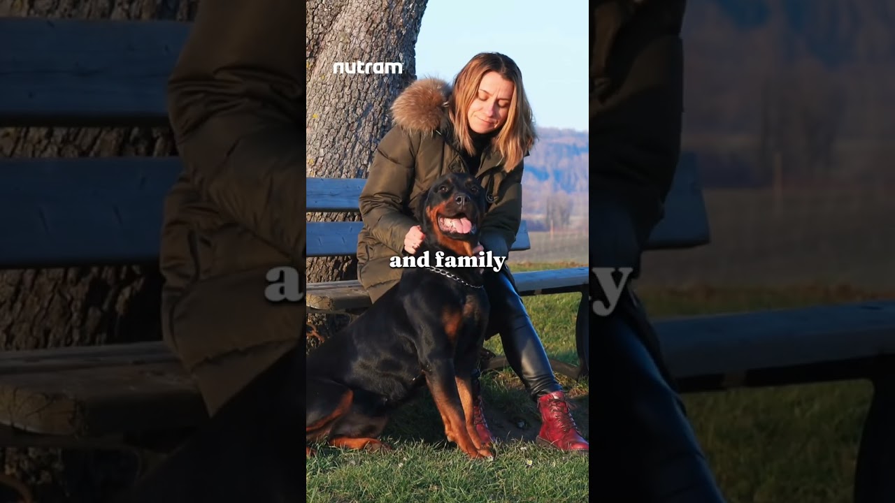 6 Rottweiler Truths That Surprise Every Owner 🐾 | Must-Know Facts About Your Rottie
