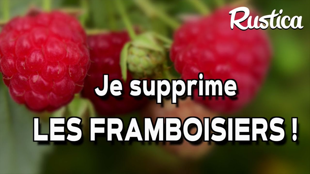 Transplanter des framboisiers
