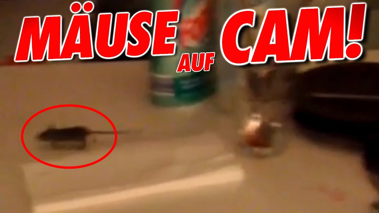 MÄUSELS AUF CAM! Jetzt haben wa sie!