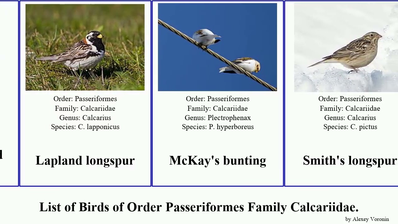Birds of Order Passeriformes Family Calcariidae Longspur Bunting Chestnut-collared longspur