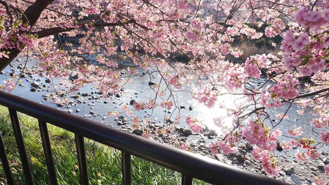 桜色に染まる彼 - IA