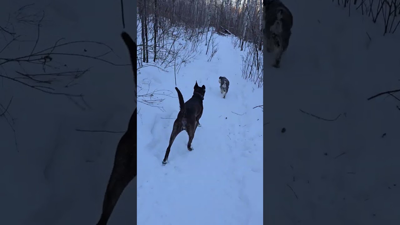 Monday, Luna & Felix's final walk for their stay with Rue (and their dogsitter 😜)