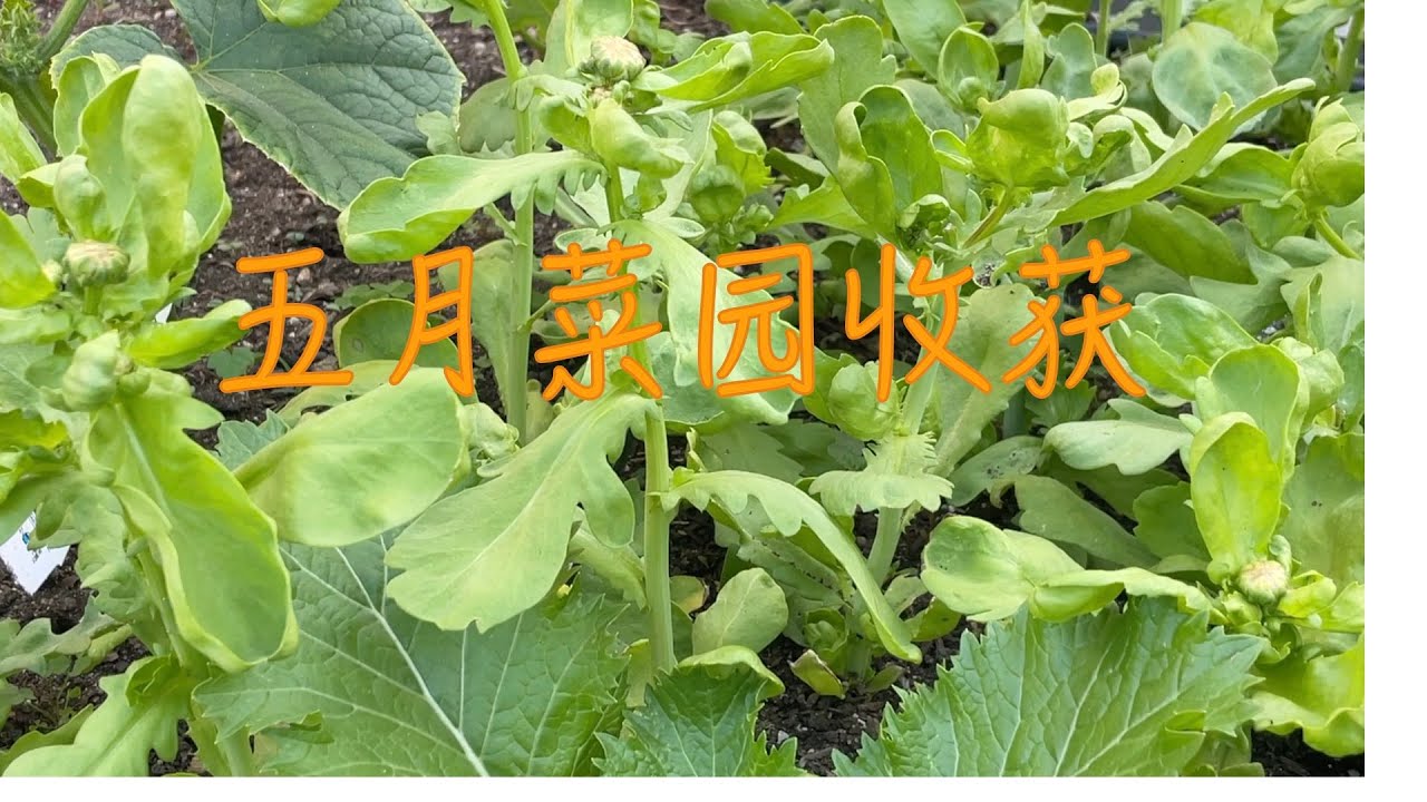 五月菜园收获（北美六区）