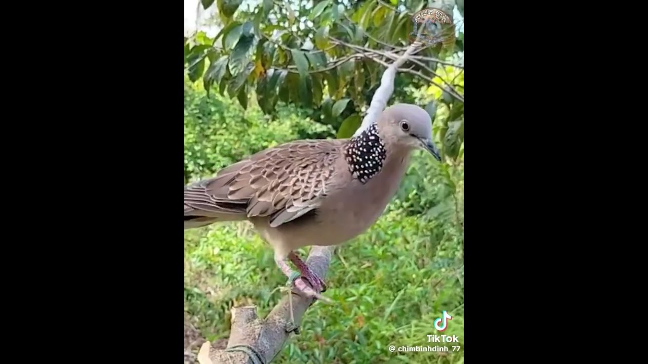 Bẫy chim cu g&aacute;y bằng mồi keo