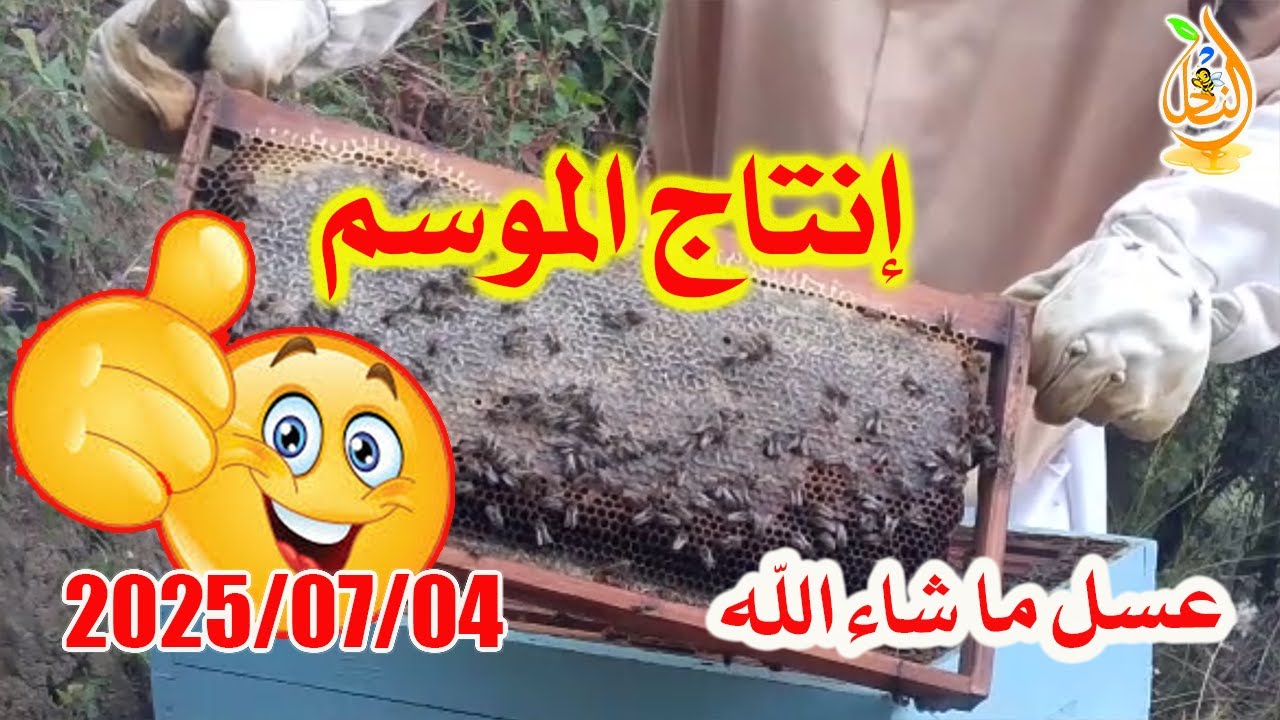 إحصائيات إنتاج هذا الموسم؟ فحص خلية بعاسلة وإكتشاف النتائج! ليوم:2025/07/03