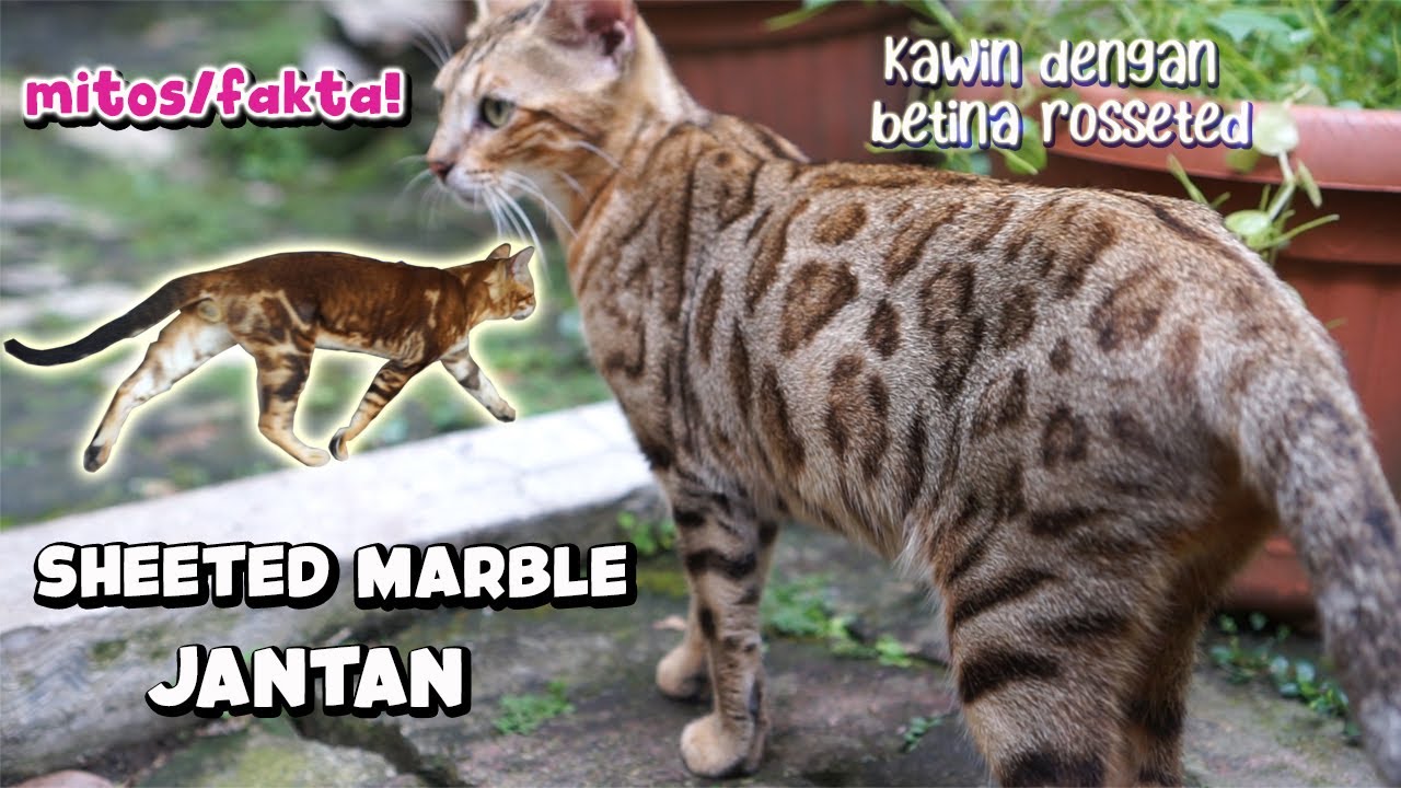 MITOS ATAU FAKTA SHEETED MARBLE JANTAN X BETINA ROSSETED