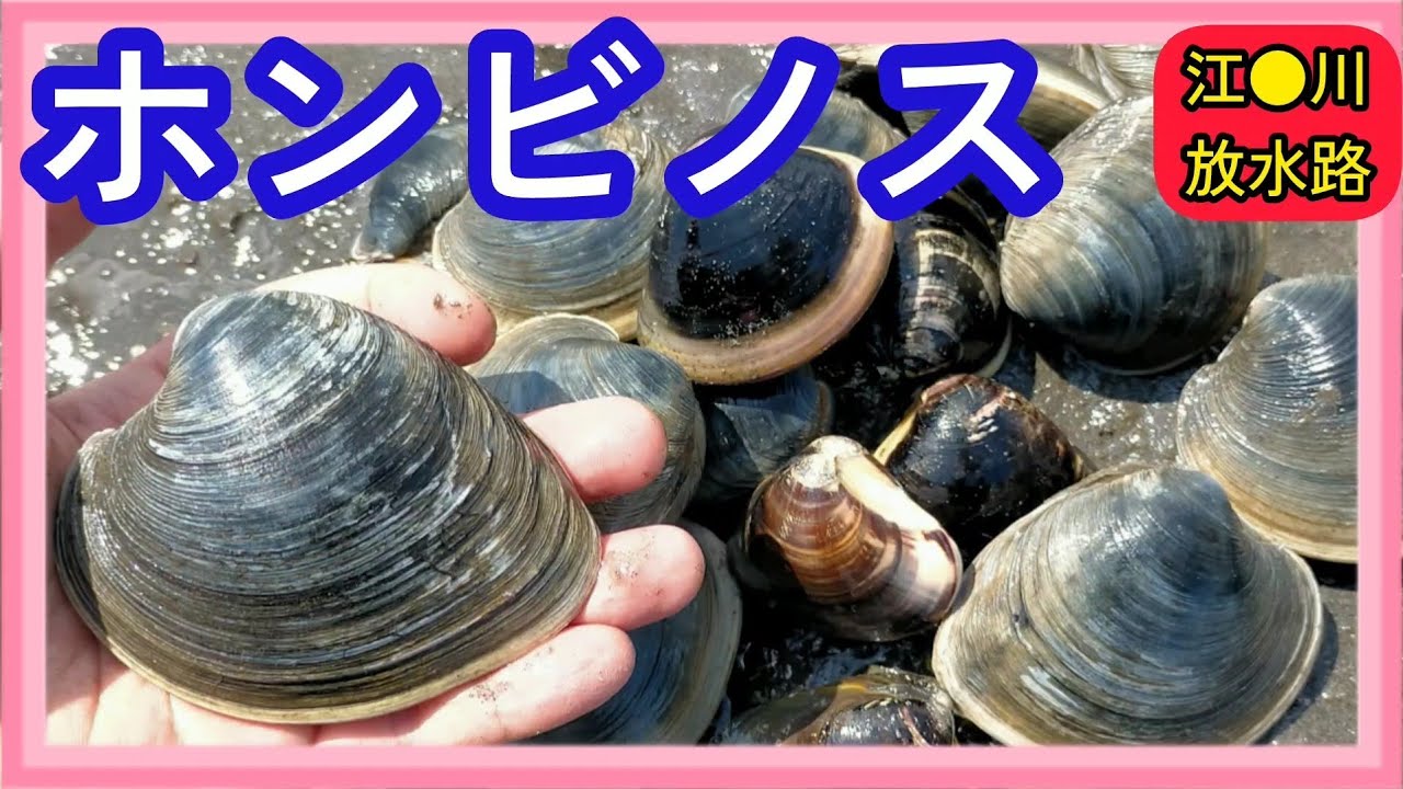 【潮干狩り】1時間でホンビノスがこんなに！😍😍料理の決め手は「ニ●ニク」と「バ●●」で激ウマ😳