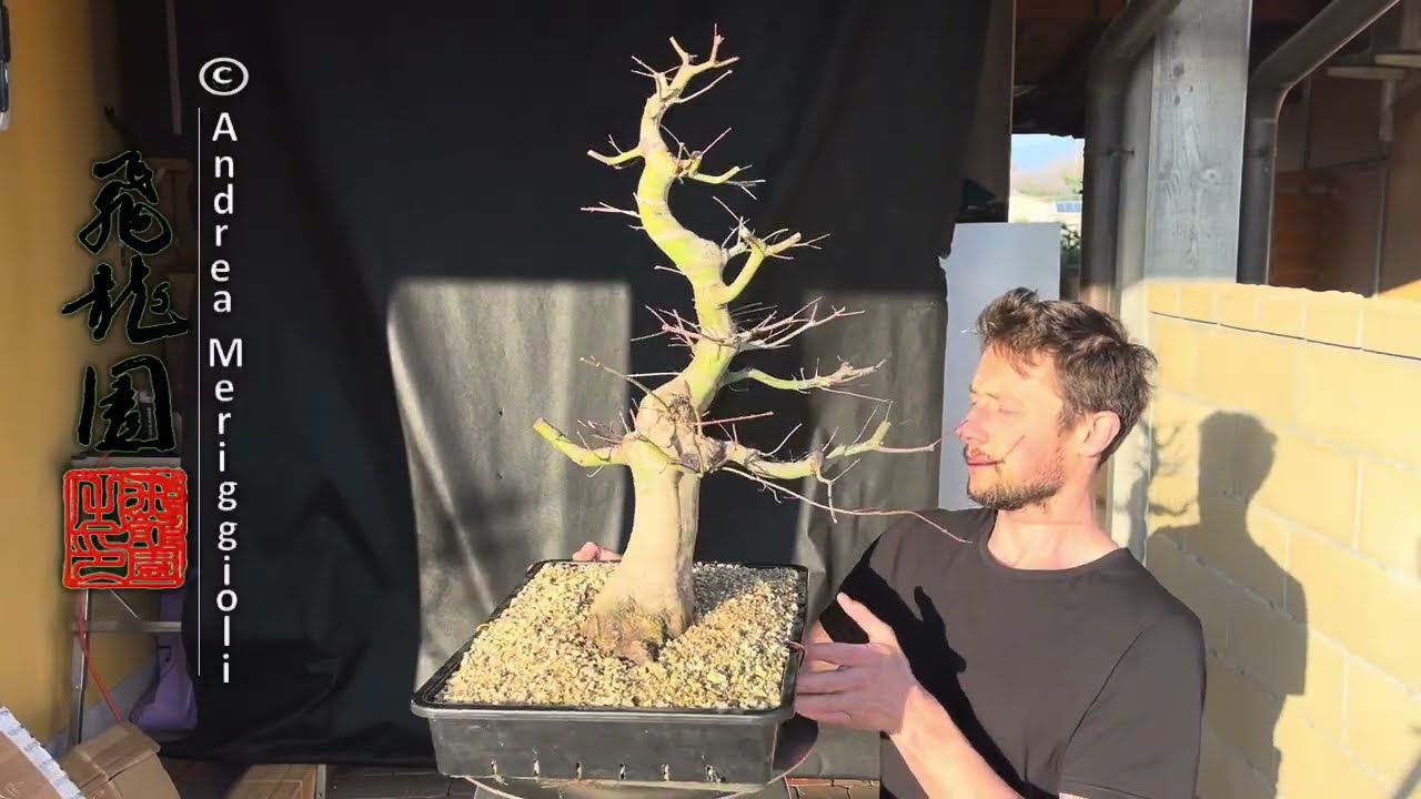 Acer palmatum