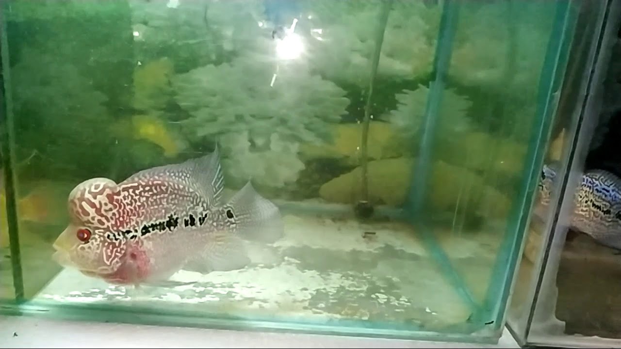 Magma Flowerhorn