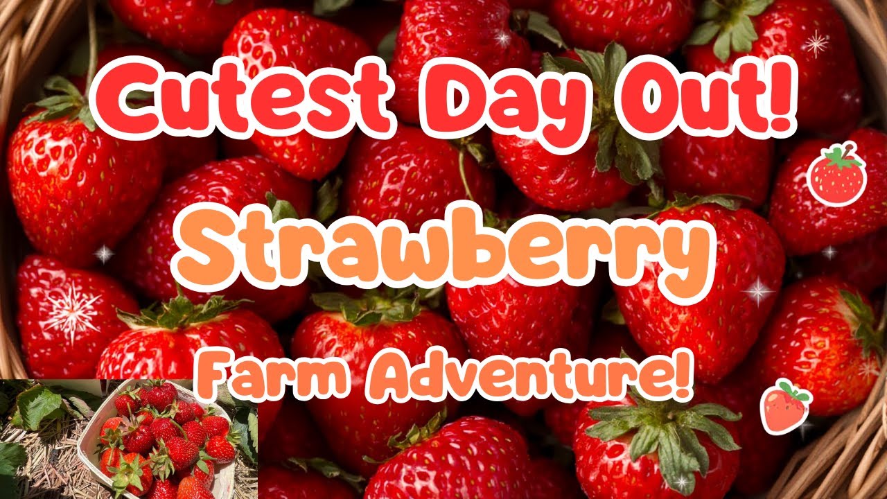 Juicy Strawberries & Fun Times at a Valley Farm 🍓