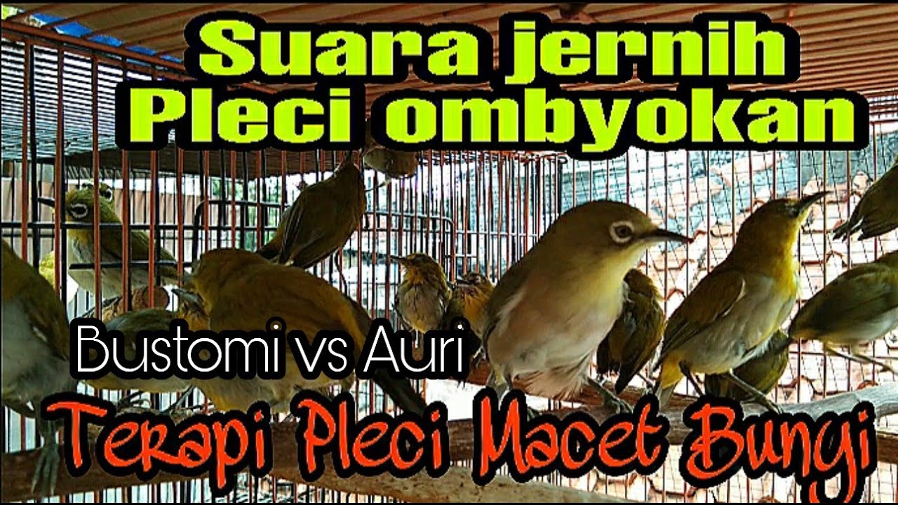 Terapi Pleci Ombyokan, Dengar Suara Pleci Ombyokan ini pasti nyaut burung pleci anda