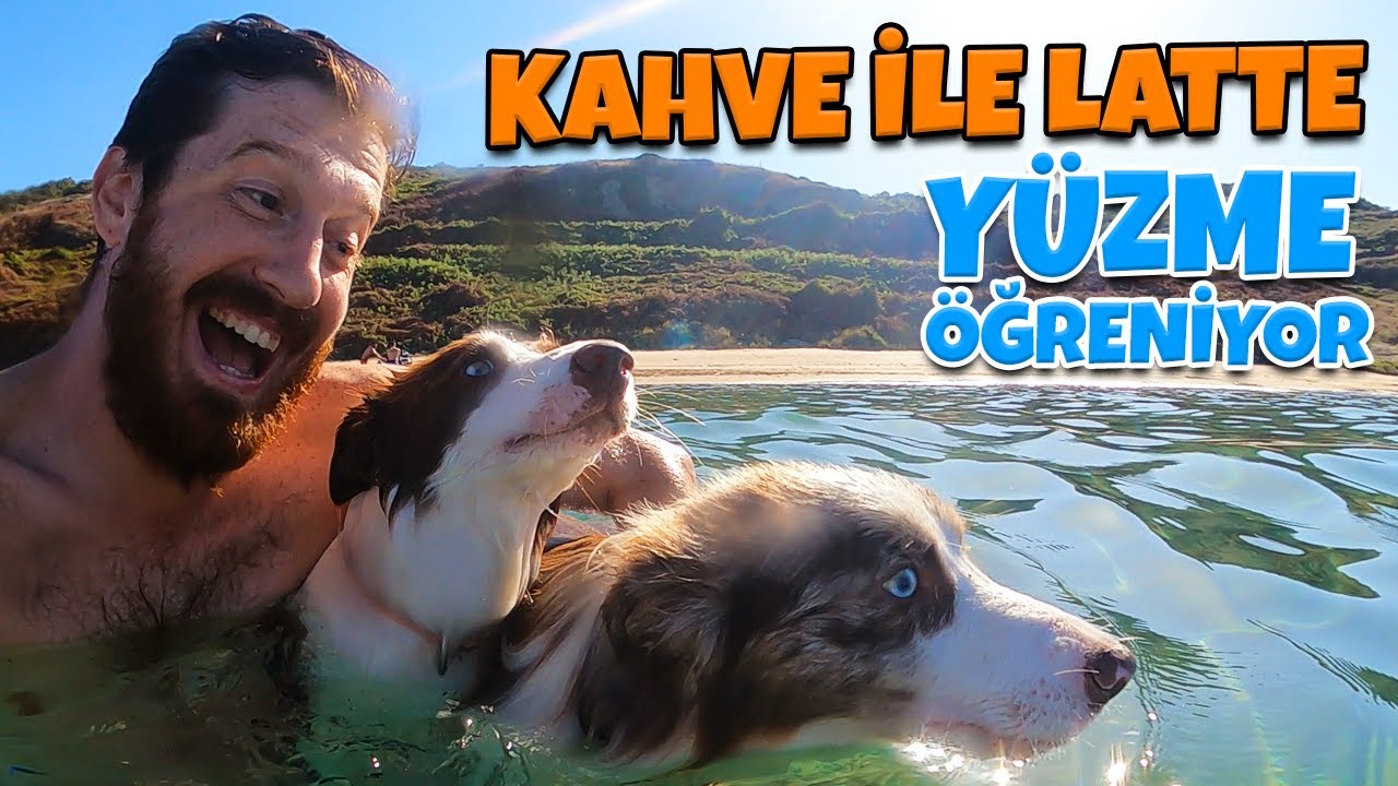 KAHVE ile LATTE Yüzme Öğreniyor (Border Collie Puppy)