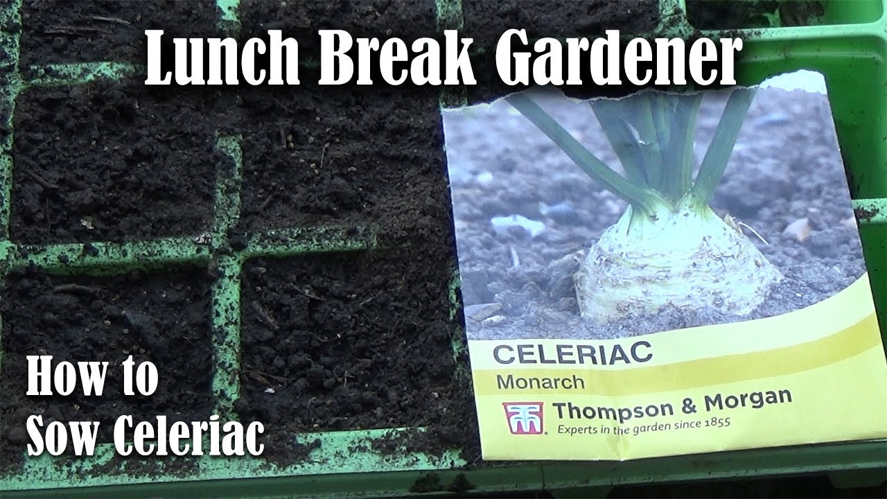 How to Sow Celeriac | Growing Celeriac From Seeds | Lunch Break VLOG #07