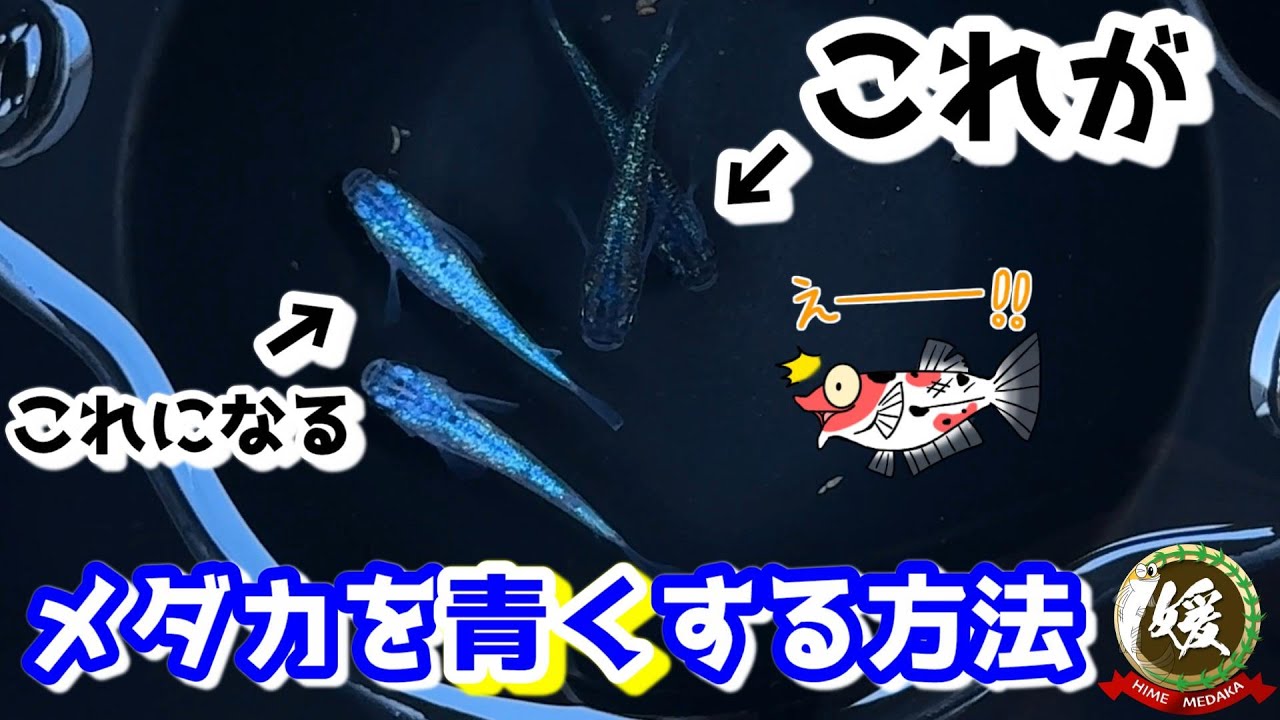 メダカを青くする魔法の裏ワザ～色素胞の自在に操る飼育方法～【媛めだか/背地反応】
