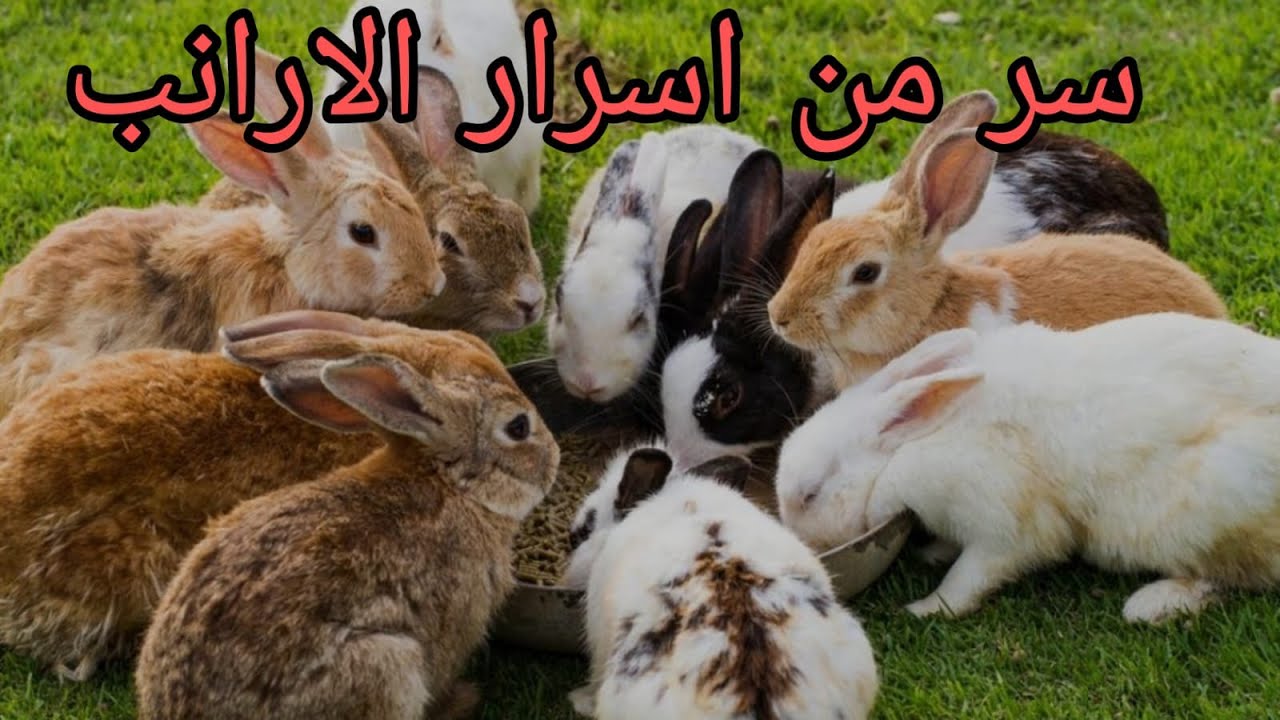 اهمية الاملاح للارانب