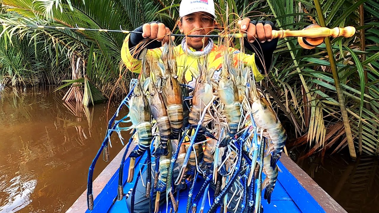 Mancing udang galah dengan 2 jenis umpan.. Luar biasa mantap hasilnya.