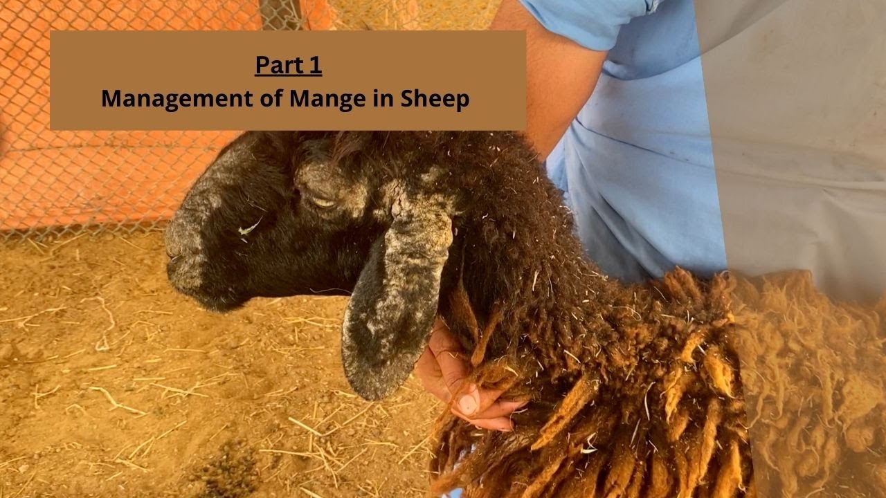 Part 1: Management of Mange in Sheep