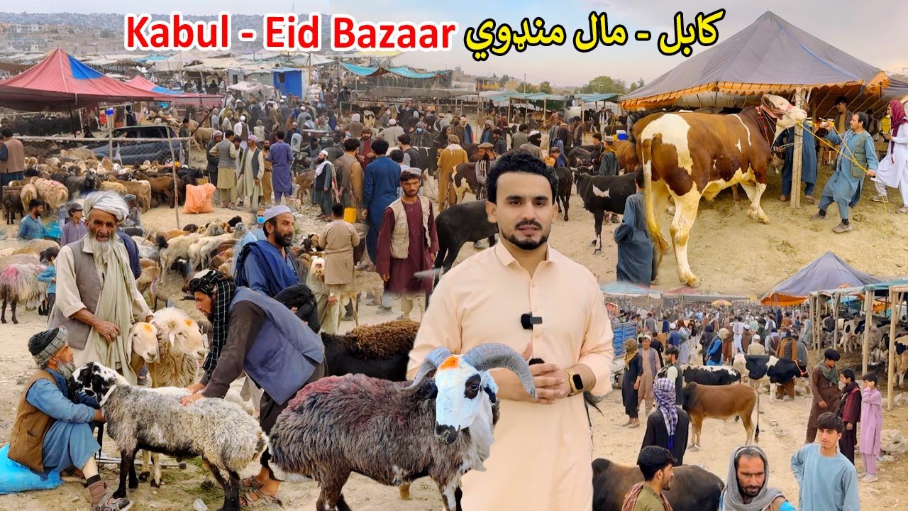 Big Eid Animal Market | Kabul Karte Naw | کابل مال منډوي  | اختر - عید