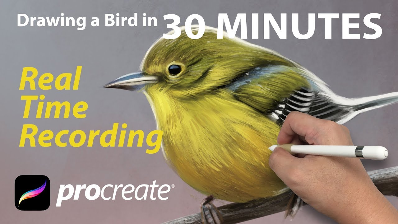 30 minutes Drawing Bird | Real Time