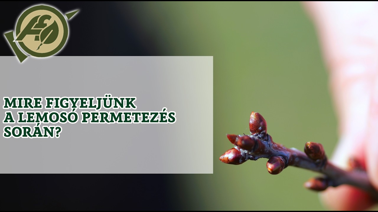 Mire figyeljünk a lemosó permetezés során? 