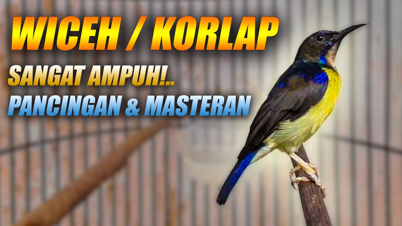 MASTERAN KORLAP GACOR FULL TEMBAKAN RAPAT PANJANG - PANCINGAN WICEH AGAR BUNYI EMOSI & CEPAT NEMBAK