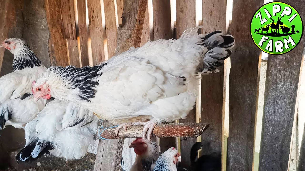 Mindent a háztáji baromfi és tyúk tartásról 5. rész: Tyúktartás