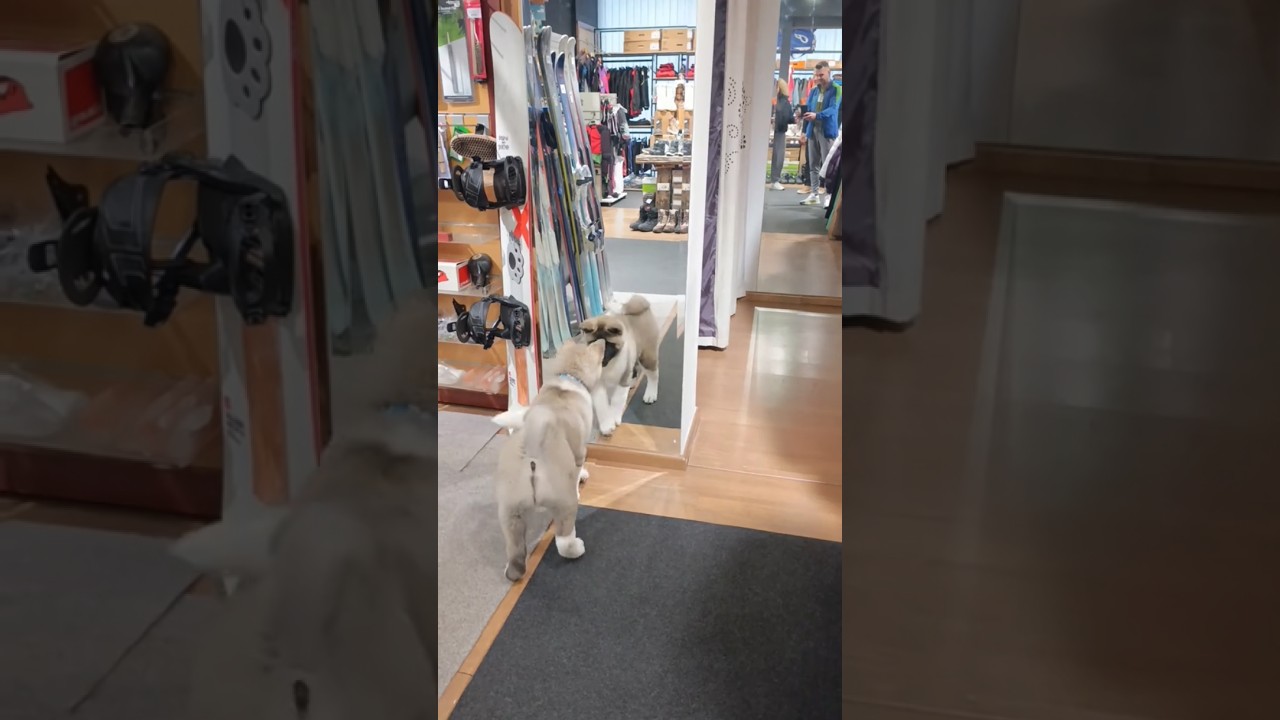 Hilarious Moment: American Akita React to a Mirror 
