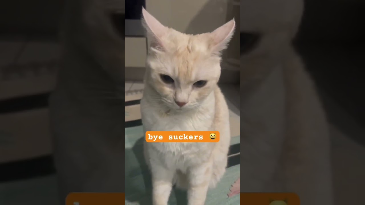Venus being venus compilation😸😻😂