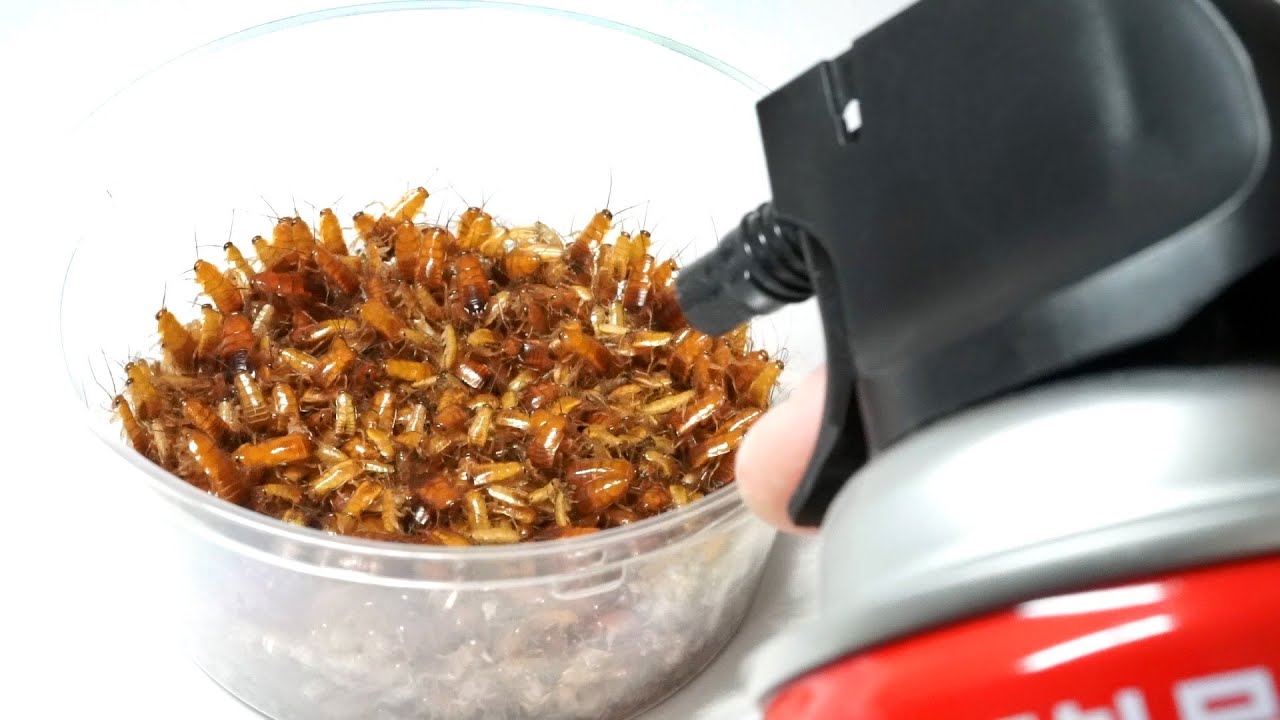 ゴキブリ１０００匹を全部始末する