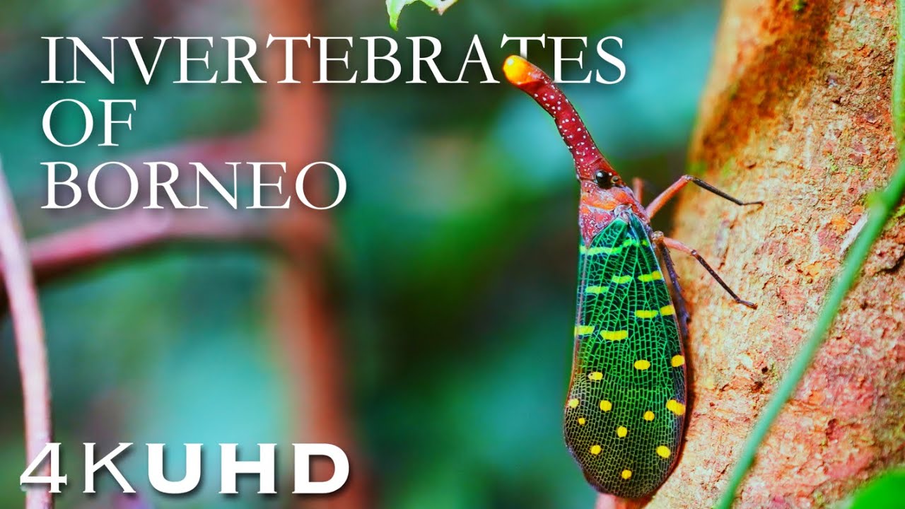 Invertebrates of BORNEO - Nature and Wildlife 4K, 60fps