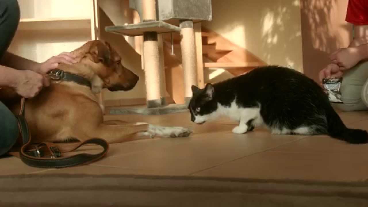 Sådan bliver hund og kat bedste venner