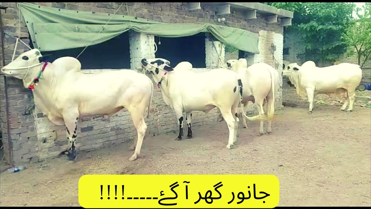 Janwar ghar aagaiy..!!!! #Viral #Qurbani #Trending #Dhanibulls #domail #challenge #trending