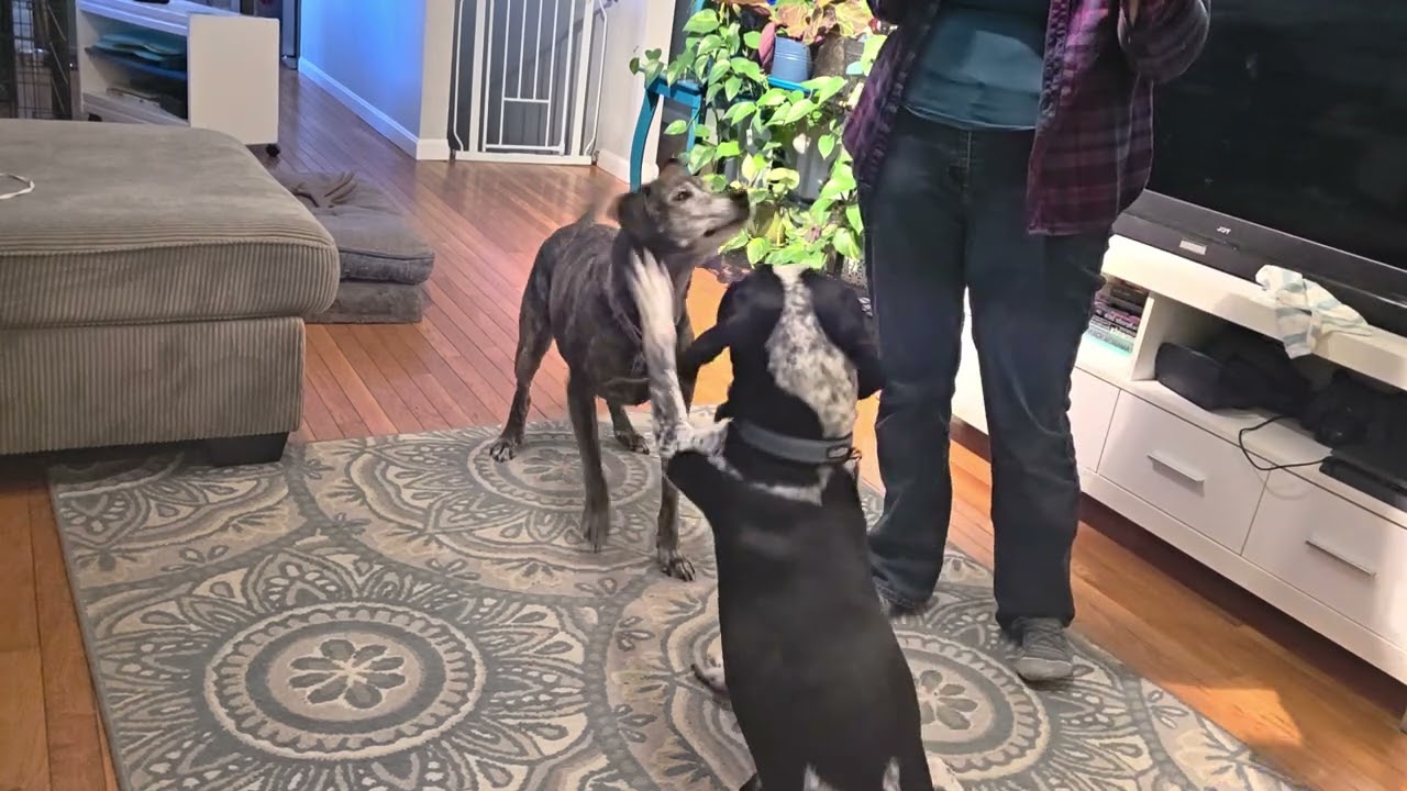 Murphy and Koda sit pretty in progress