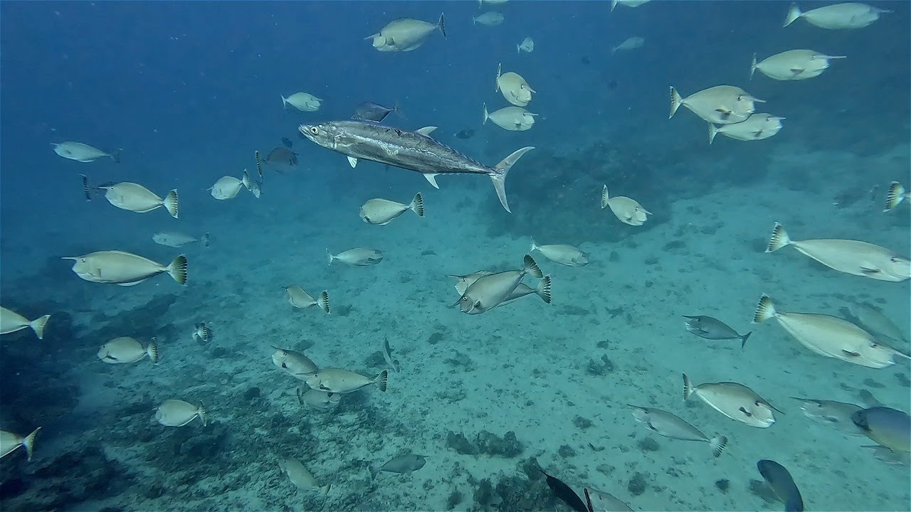 SPEARFISHING Great Barrier Reef AUSTRALIA | Fish ID