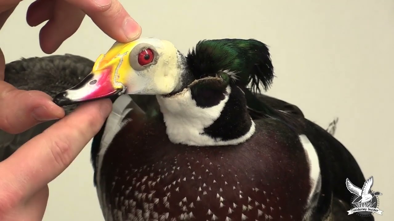 Standing wood duck # 8 Setting head and eyes
