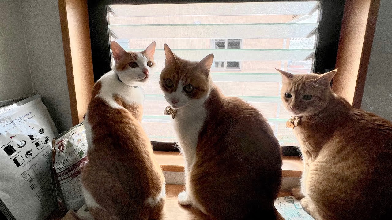 朝、ベッドに集合する猫達