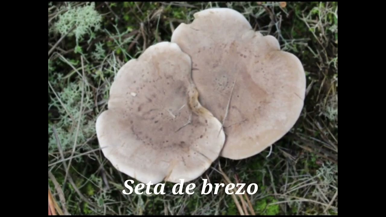 Setas de brezo