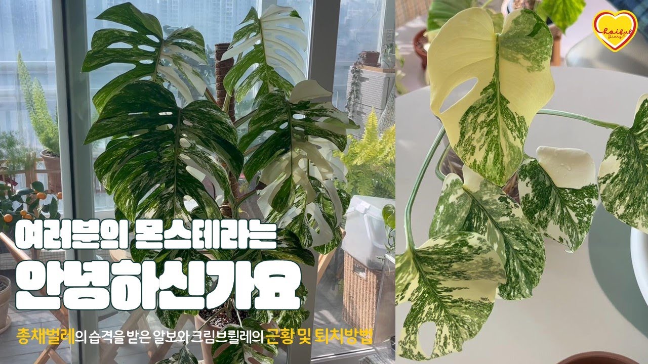 총채벌레의 습격을 받은 초이풀네 몬스들ㅠㅠ ｜총채벌레 퇴치 노하우 공개(야매방법주의)｜ 크림브륄레와 알보 근황