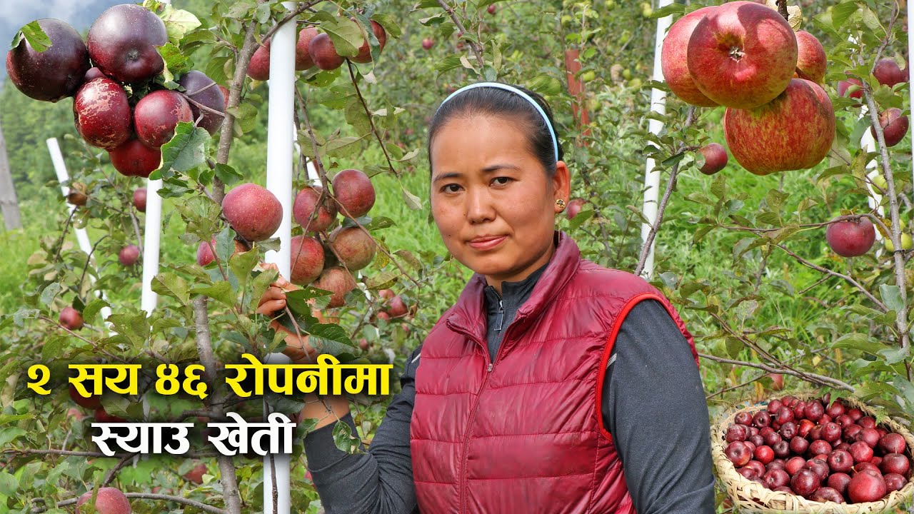 २ सय ४६ रोपनीमा स्याउ खेती - Apple farming in the Himalayas