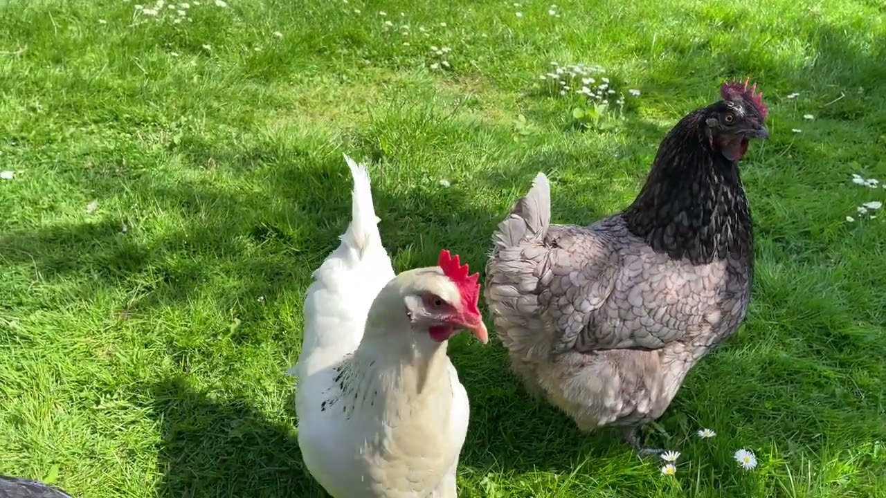 Naughty Chicken Alert: Mac’s Luxury Dust Bath 🛁