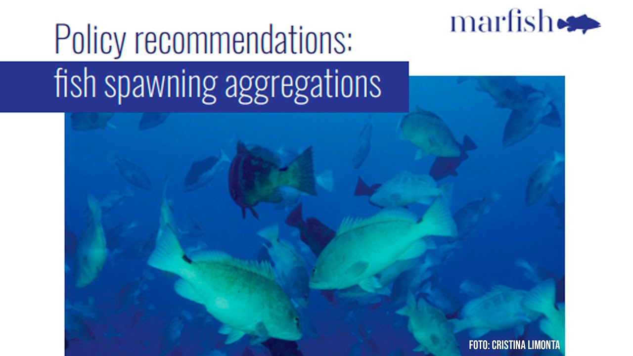 Policy Recommendations for Fish Spawning Aggregation Sites in the Mesoamerican Reef (MAR)
