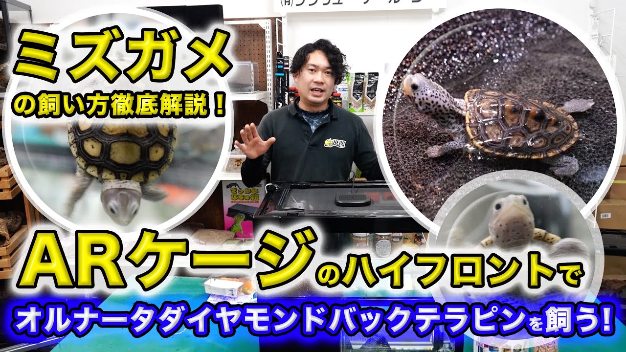 【飼い方特集】オルナータダイヤモンドバックテラピンの飼い方とレイアウトの作り方