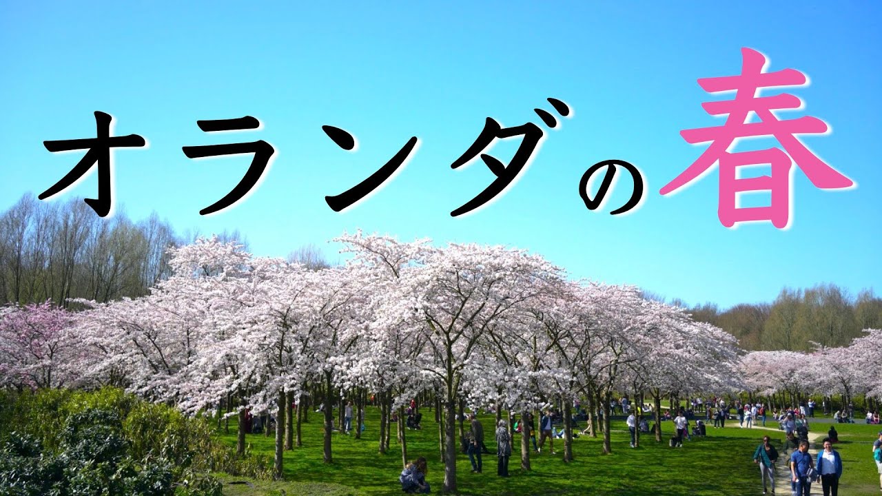 オランダでお花見＆お花畑ドライブ