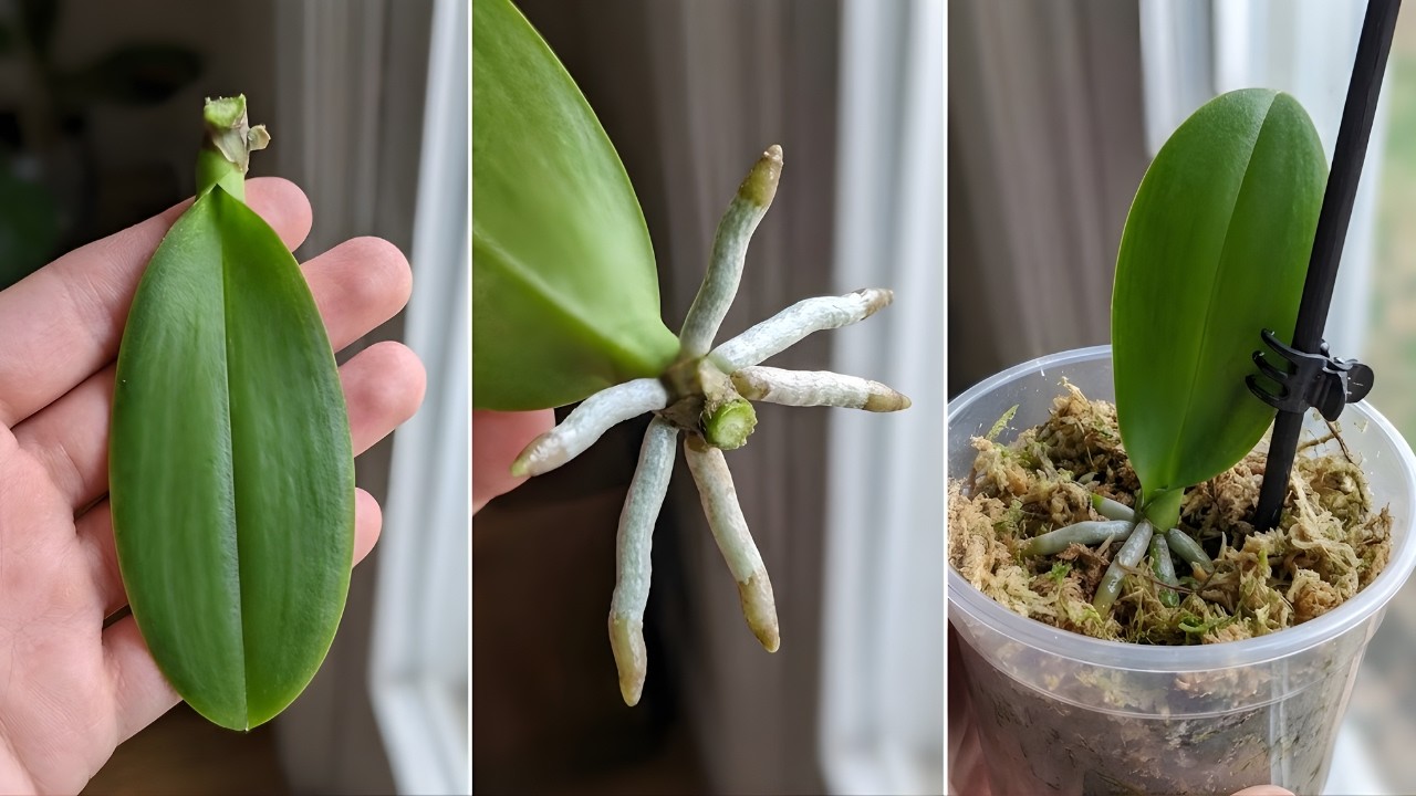 Make Orchids Grow Roots and Leaves FAST with This One Simple Trick