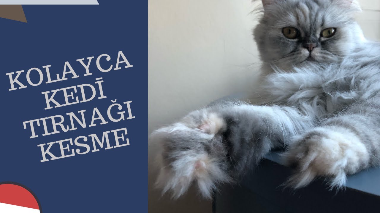 Kedi tırnak kesimi - yakın çekim (komik kamera arkası görüntüleri videonun sonunda)