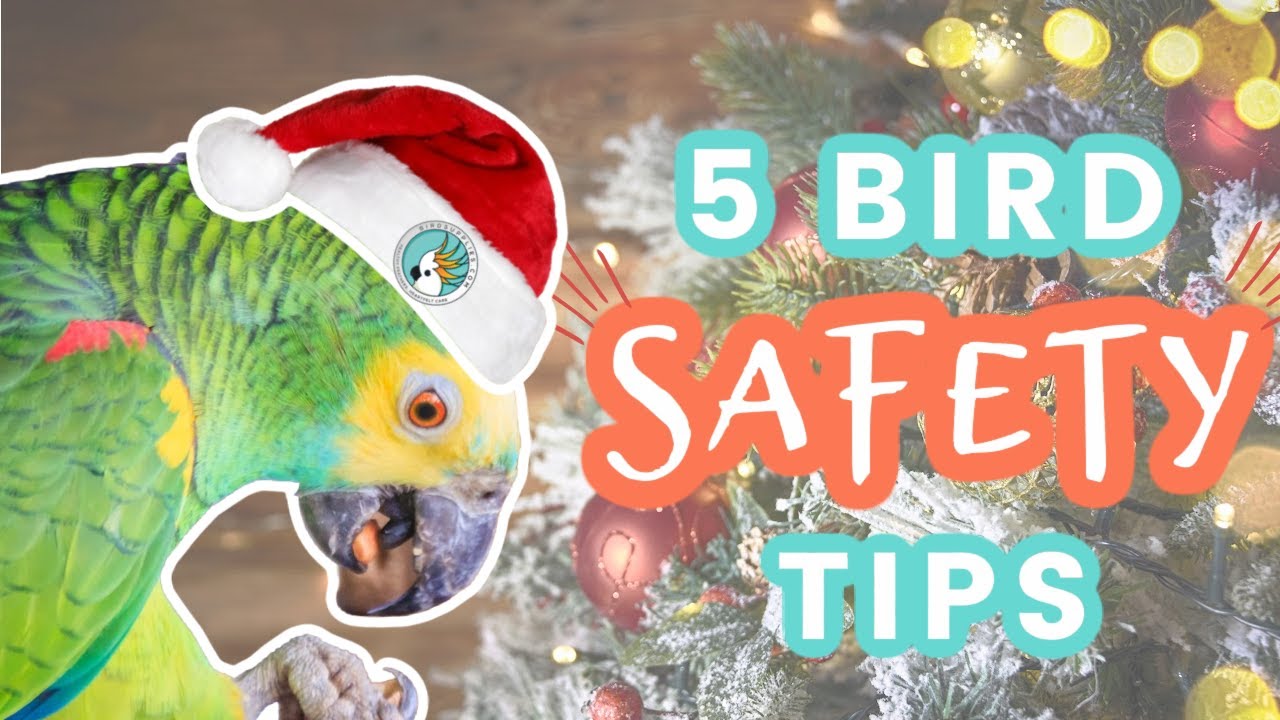 5 Tips For Bird Safety During The Holidays