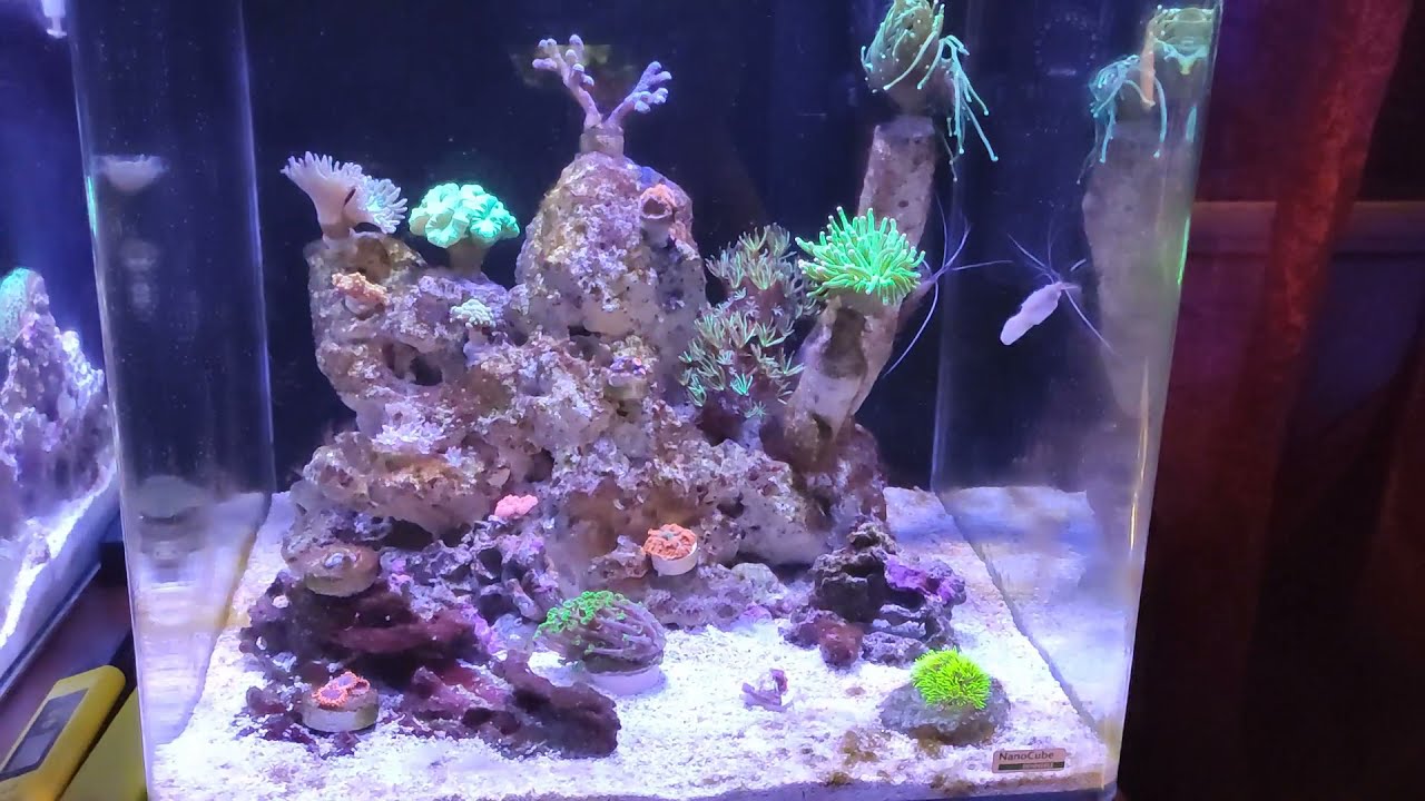 Морской аквариум .3 месяца с запуска.