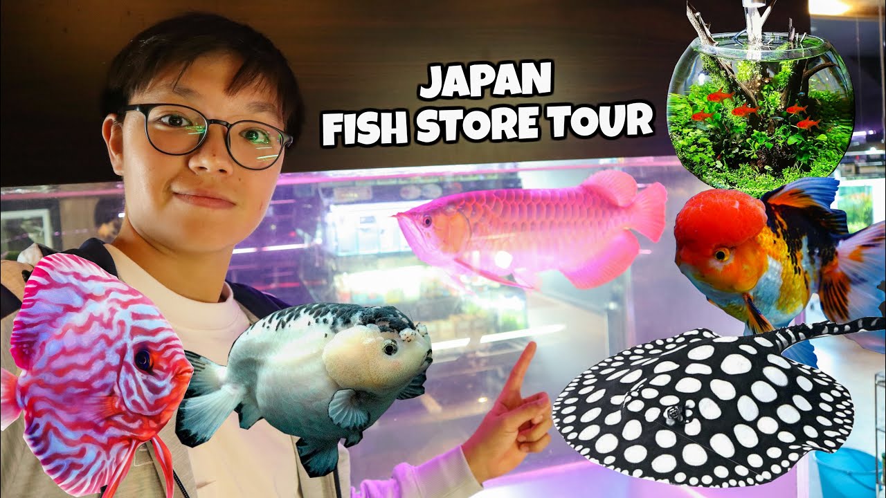 This FISH STORE in Japan is INCREDIBLE!! Okinawa Bianco Tour ②