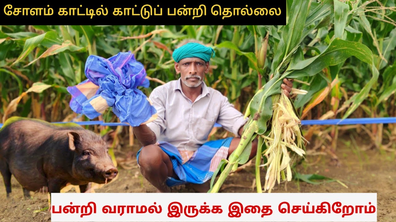 சோளக் காட்டில்பன்றிகள் தொல்லை🐖|Village Vlog in Tamil| Idhu Namma Route. #vlog #villagelife #tamil