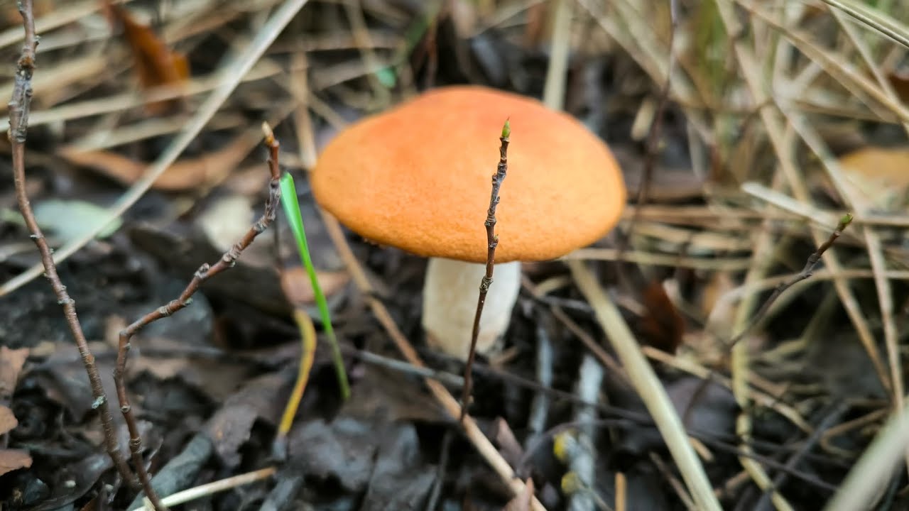 Koźlarz czerwony (Leccinum aurantiacum)